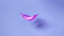 Slow Motion of a piece of Petal Floating in Water Stock Footage