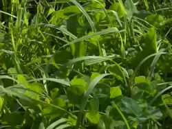 Green grass blowing Stock Footage