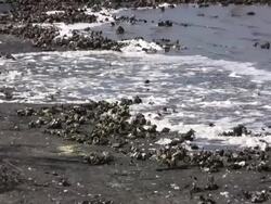 Oyster Bar Stock Footage