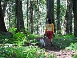 Hiker walking through forest with small dog Stock Footage