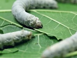 Silkworm Stock Footage