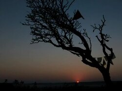 T/L prayer flags on tree, silhouetted at dawn, sunrise Stock Footage