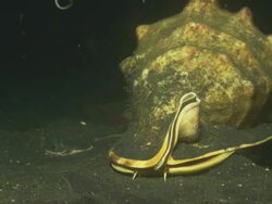 Snail, large mollusc moves across black sea bed, Indonesia  Stock Footage