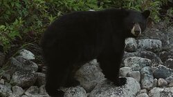 MS/TS shot of a large black bear (Ursus americanus) standing on the side of a stream Stock Footage