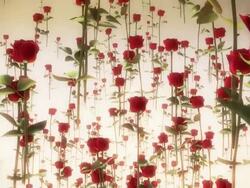 Roses Flying Stock Footage