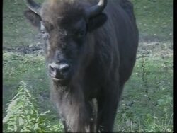 Fears for bisons with tighter borders News Clip