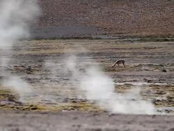 MS Two vicunas grazing in geyser field and steam coming out from ground / Geiser del Tatio, Atacama desert, Chile Stock Footage
