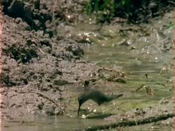 MCU Female Black-chinned Hummingbird hovers and drinks from stream, USA Stock Footage