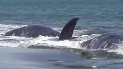 VOICED : Cuatro cachalotes murieron en playa de Indonesia liberan cinco News Clip