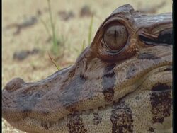 BCU Head of Spectacled Caiman, Caiman crocodilus, South America Stock Footage