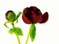 Peony Time Lapse Stock Footage