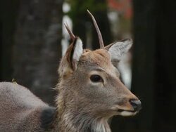 Kinkazan island Sika Deer, Cervus nippon, Japan Stock Footage