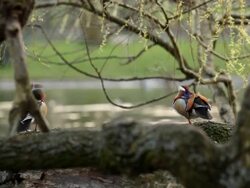 Mandarin Duck Stock Footage