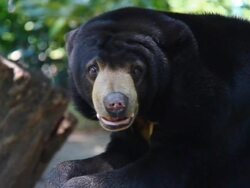 Malayan Sun Bear Stock Footage