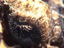 Crocodilefish Eye Close-up Stock Footage