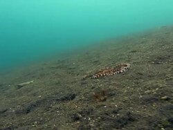Wonderpus octopus (Wunderpus photogenicus) moving over a sandy seabed. This spectacular long-armed octopus has a venomous bite. Filmed in the Lembeh Strait, Sulawesi, Indonesia Stock Footage