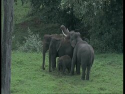 Indian Elephants, Elephas maximus, male trying to mount female elephant in forest clearing, Western Ghats, India Stock Footage