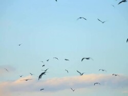MS flock of seagulls flying in light blue sky and light yellow clouds / Near Porvenir, Chilean Patagonia, Chile Stock Footage