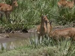 MS Common reedbuck eating grass in grass field / National Park, Africa, Kenya Stock Footage
