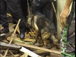 WRAP Scores missing after Indonesia dam bursts; 77 dead Instructional Video