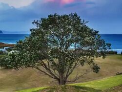 TIME LAPSE: Tree on Hill Stock Footage