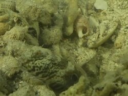 CU Shot of Goby resting on riverbed withshrimp excavating burrow and emerging from burrow briefly / Pemba, Cabo Delgado, Mozambique Stock Footage