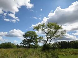 wide field with hay and sky Stock Footage