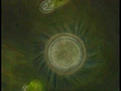 Ciliate protozoan with long cilia, rotating, including finding focus Stock Footage
