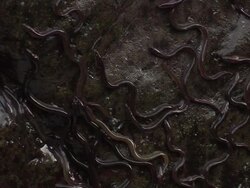 European eel elvers (Anguilla anguilla) migrating upstream, River Teifi, Wales Stock Footage