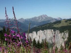 WS Mountain landscape with foreground flowers and bee/ French Alps Stock Footage