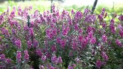 Slow motion, Sprinkler water in garden flowers Stock Footage