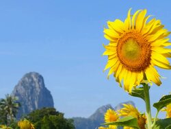 Sunflowers in the Fields at Spring Season Stock Footage
