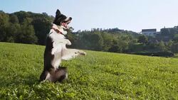 Border Collie rearing up and rolling on the grass Stock Footage