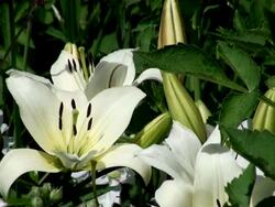 CU View of bloom white lily flower in bloom / Koblenz, Rhin bloomeland-Palatin bloomate, Germany Stock Footage