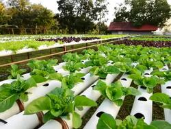 Hydroponic vegetable, Panning shot Stock Footage