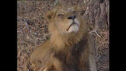 Young Male Lion in Kruger National Park News Clip