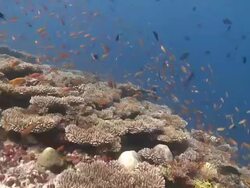 Diver and school of Scalefin Anthias (Pseudanthias squamipinnis) and other reef fishes over Table Corals (Acropora sp.), Baa Atoll, The Maldives Stock Footage