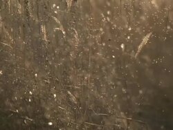 MS SLO MO Shot of mass of insects flying / Kearney, Nebraska, United States Stock Footage