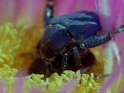 Monkey beetle (Scelophysa trimeni) pair mate on pink flower while 2nd male lurks, Namaqualand, South Africa Stock Footage