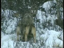 MS pack of Grey wolves, Canis lupus, eating goat, Arctic Circle Stock Footage