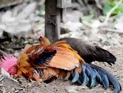 Colorful Rooster Stock Footage