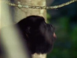 Howler Monkey (Alouatta) in tree, howling. Stock Footage