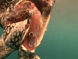 Leatherback turtle (Dermochelys coriacea) carcass in water rotate around, Kei Islands, Indonesia Stock Footage