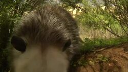 An opossum sniffs along the ground. Stock Footage