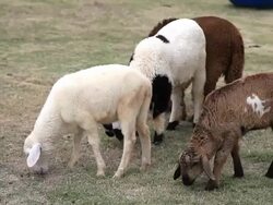 Baby sheep are grazing in a field Stock Footage