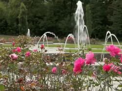 Fountain and roses in a park. Stock Footage
