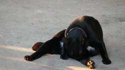 black cat licking and cleaning paw Stock Footage