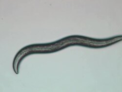 Caenorhabditis elegans (C.elegans) Stock Footage