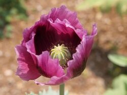 Opium Poppy Stock Footage