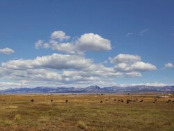 Herd of bulls grazing in field, time lapse Stock Footage